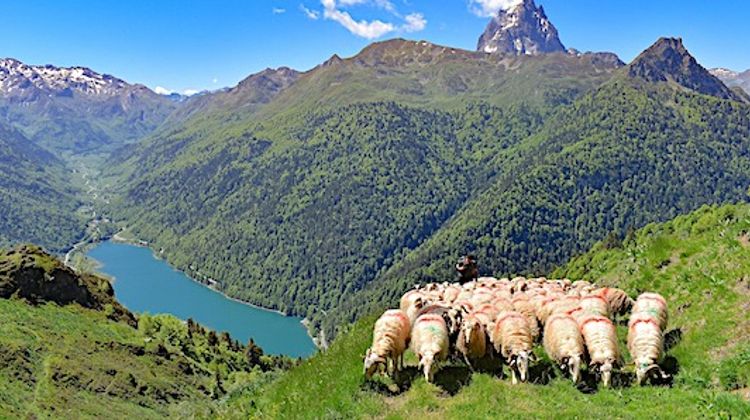 1500 COUPS DE POUCE – L’agneau de lait des Pyrénées mérite les plus grandes tables